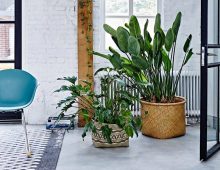Fleur je woning op met deze kamerplanten