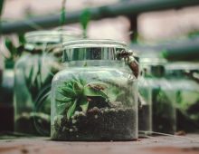Mini ecosysteem in een fles