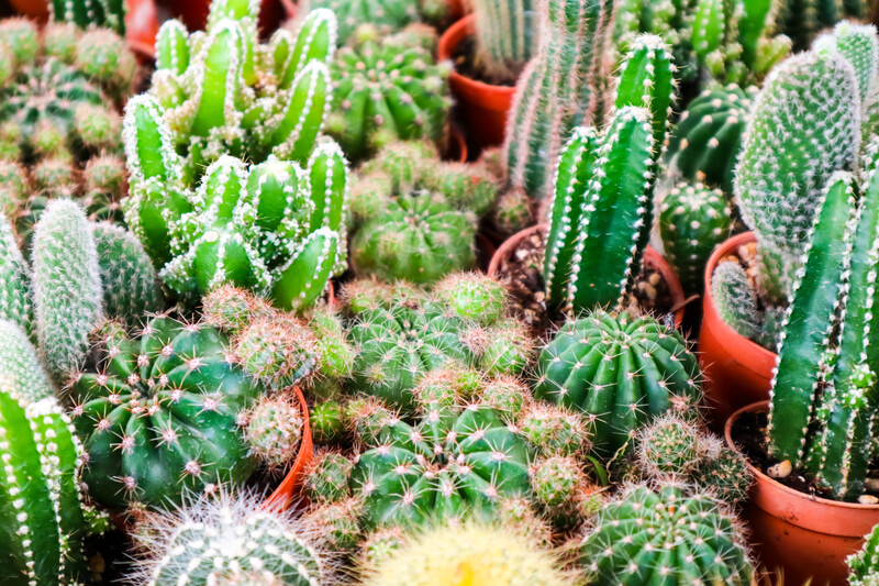 cactussen woonkamer