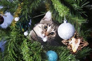 Zo kan je jouw hond of kat uit de kerstboom houden