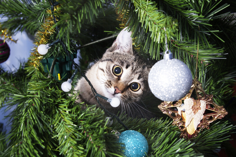 hond of kat uit de kerstboom houden