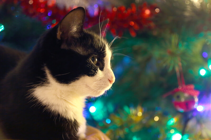 jouw hond of kat uit de kerstboom houden