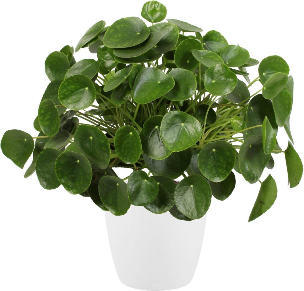 Hellogreen Kamerplant Pannenkoekenplant XL