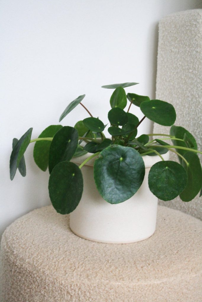 Pannenkoekenplant