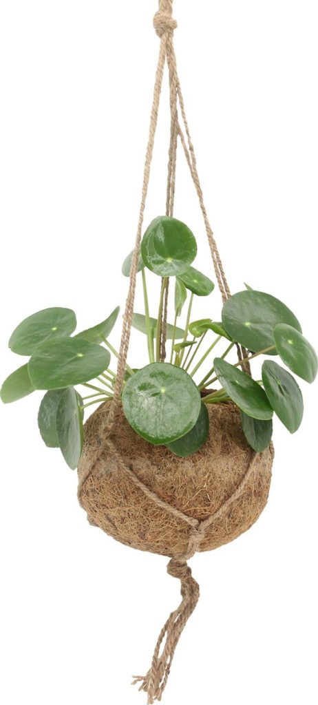 We Love Plants - Kokodama Pilea Peperomioides