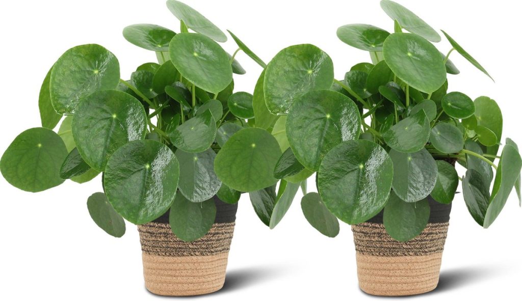 We Love Plants Pannenkoek Plant