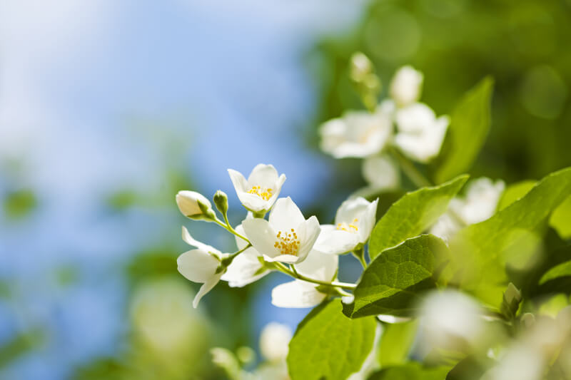 tuin klaarmaken voor de zomer