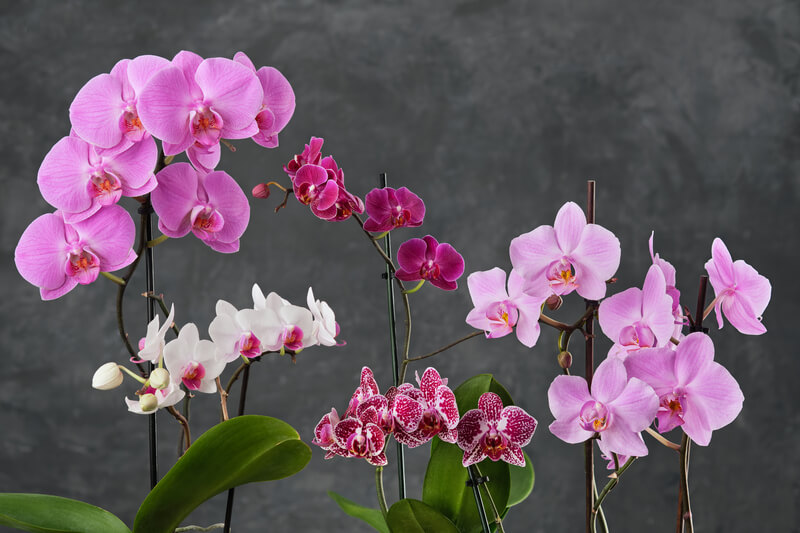 Welke planten zijn niet giftig voor huisdieren