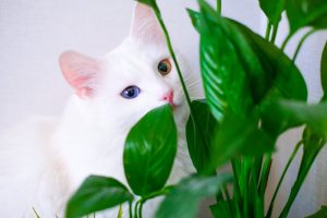Welke planten zijn niet giftig voor huisdieren en kinderen?