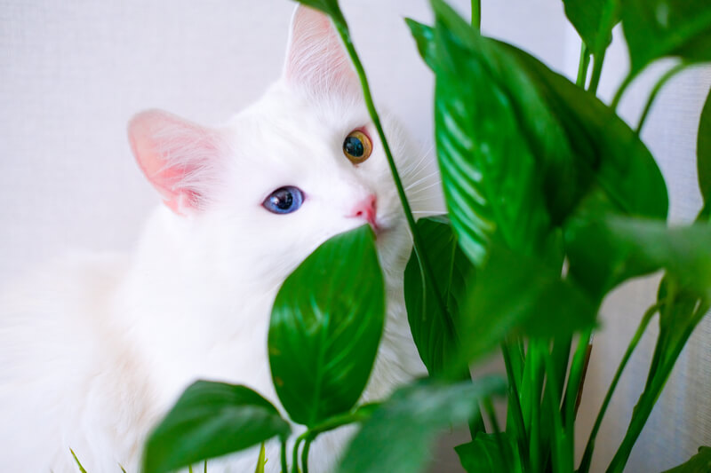 Welke planten zijn niet giftig voor kinderen