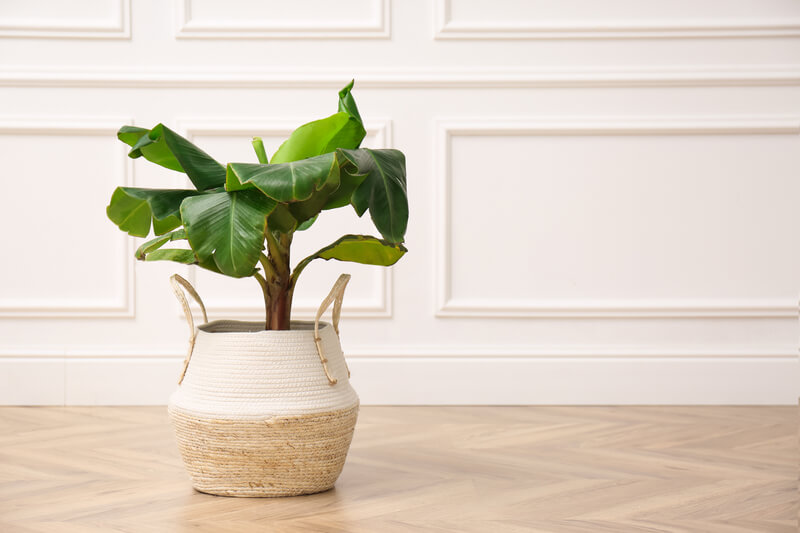 deze planten zijn niet giftig voor huisdieren