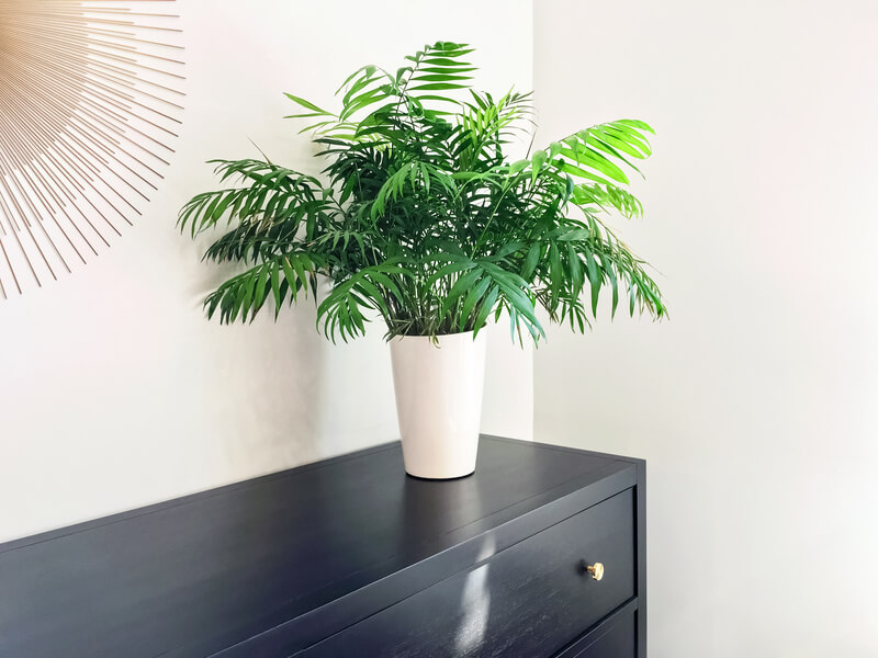 deze planten zijn niet giftig voor kinderen