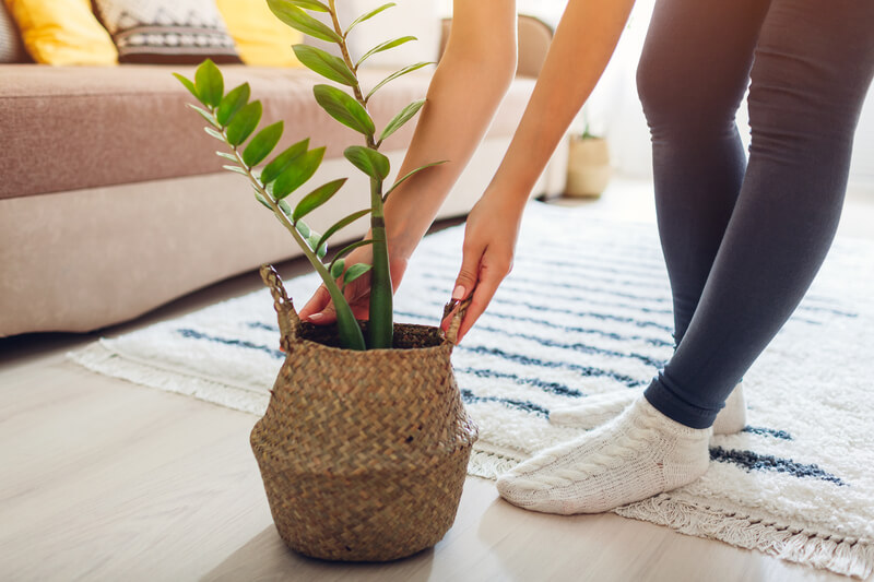 Zo gebruik je een plantenmand in je interieur