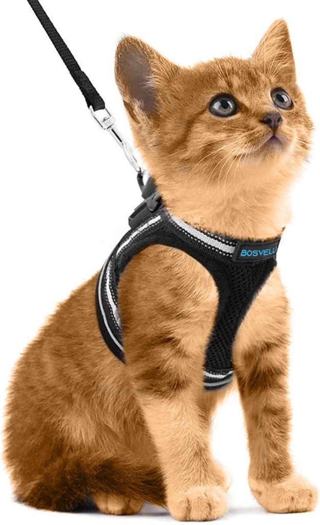 Bosvelli Kattentuigje met Looplijn