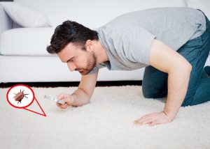 Hoe kom je van huisstofmijt af? 10 gouden tips!