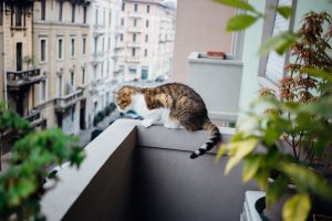 Hoe maak ik mijn balkon katproof?