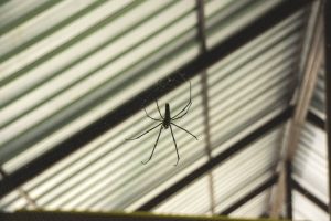 Spinnen buiten houden: 5 natuurlijke manieren