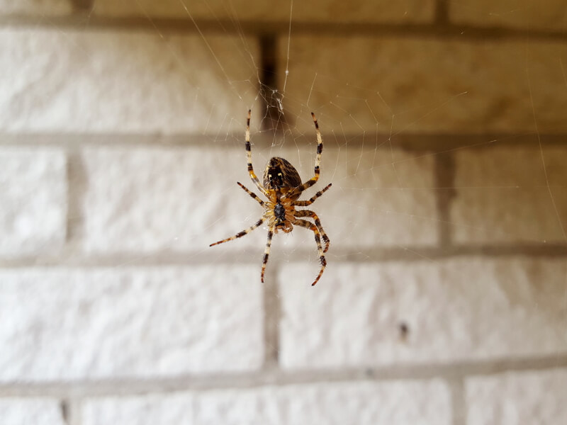 Spinnen buiten houden 5 natuurlijke manieren