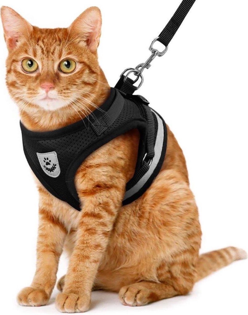 borstharnas voor de kat