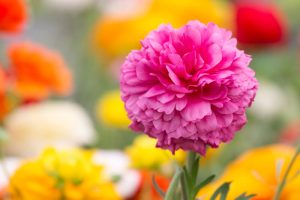 Zo voeg je bloembollen toe in de tuin