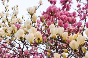Magnolia, de boom met de mooiste bloesem