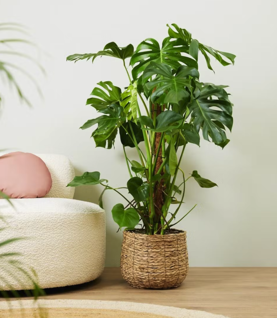 Gatenplant
