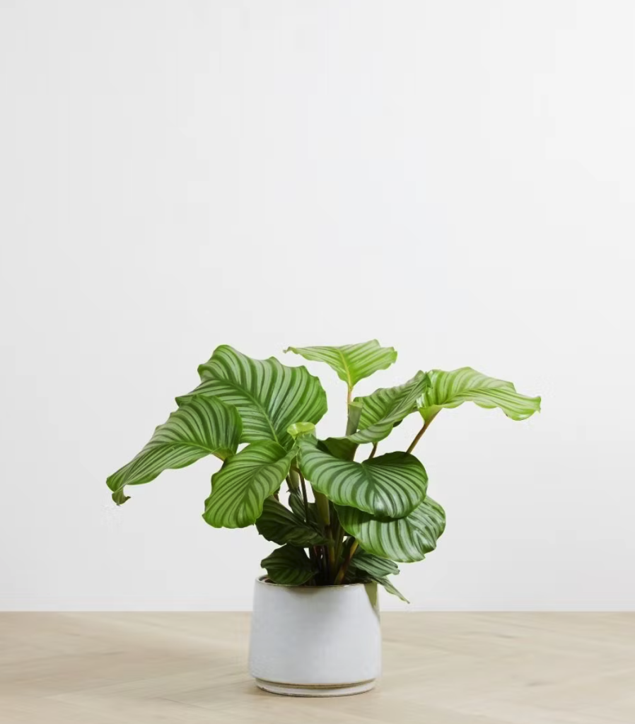 Pauwenplant