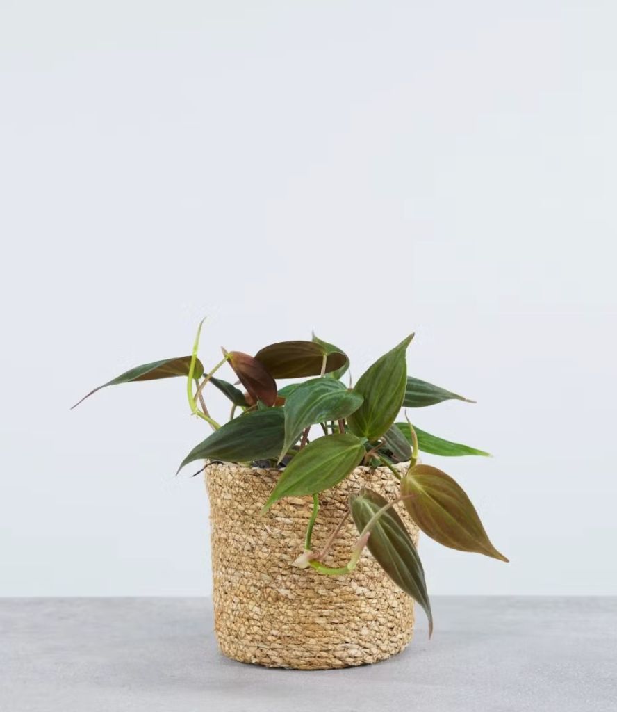 Scandens Micans