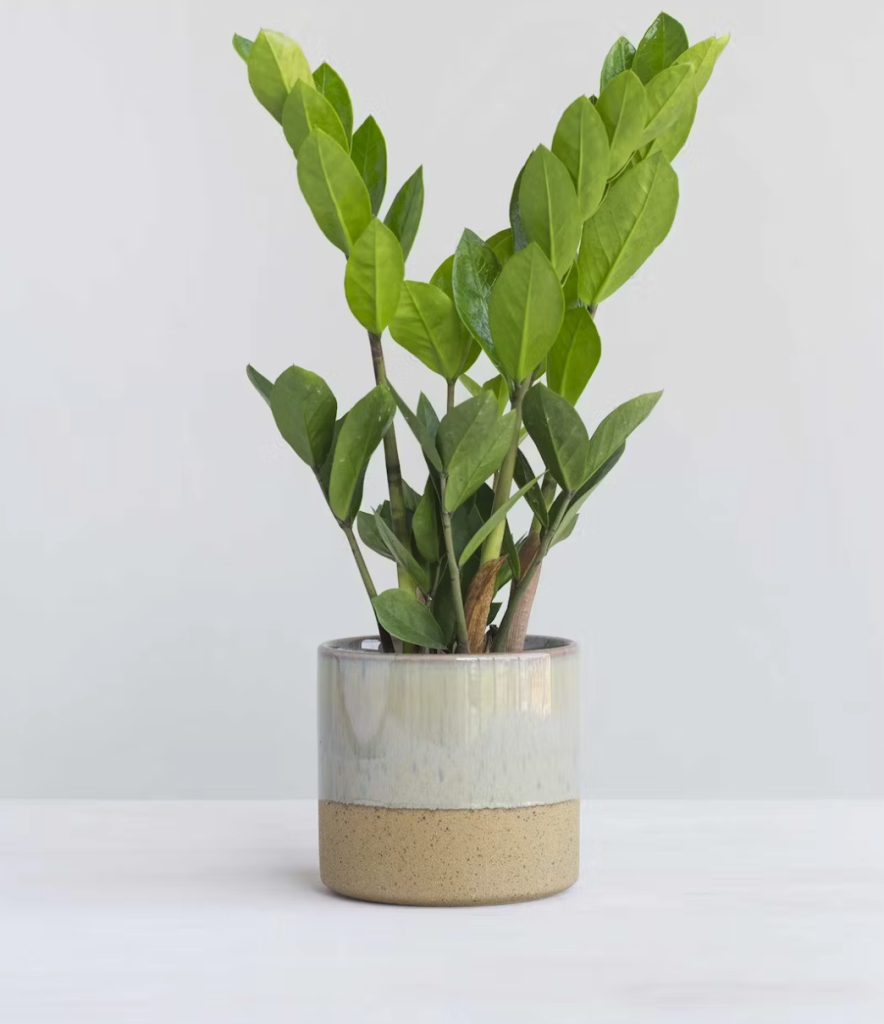 ZZ-plant