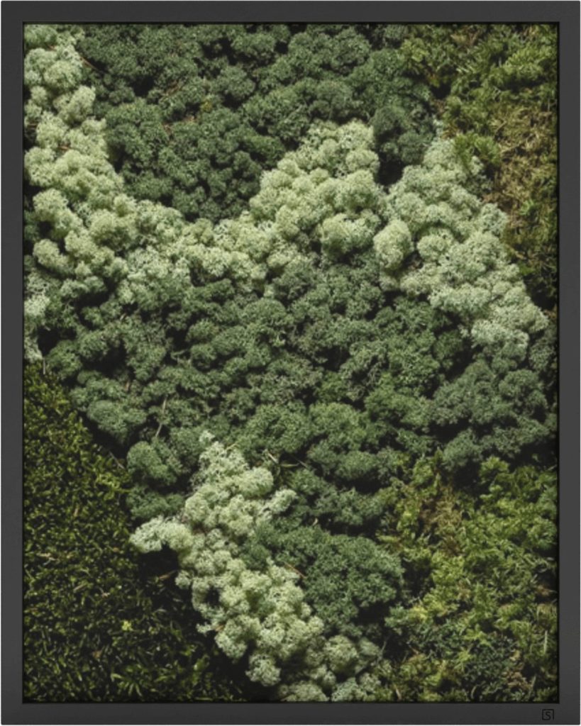 mosschilderij